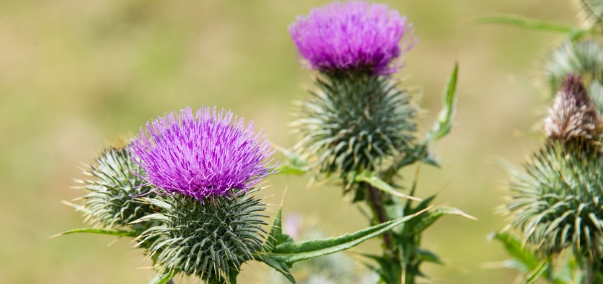 Milk thistle (Silybum marianum) showing its characteristic marbled leaves and purple flower