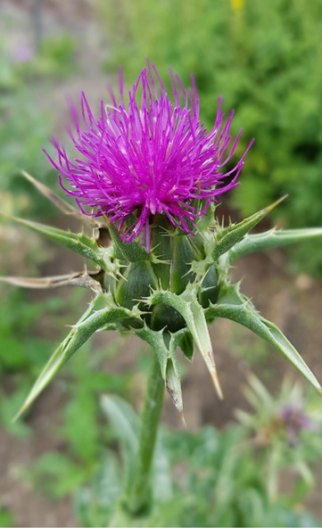 Silybum marianum milk thistle showing characteristic white-marbled spiny leaves and purple flower