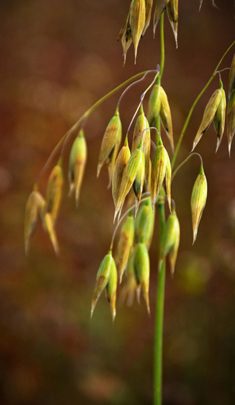 Oats (Avena sativa)