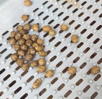 Inside Rabbit Poop