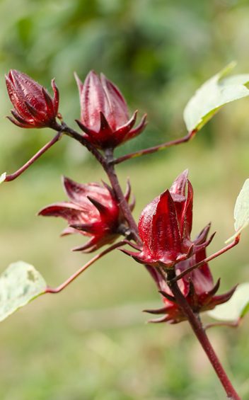 Hibiscus sabdariffa roselle plant showing its lobed leaves, flower and fleshy red calyx