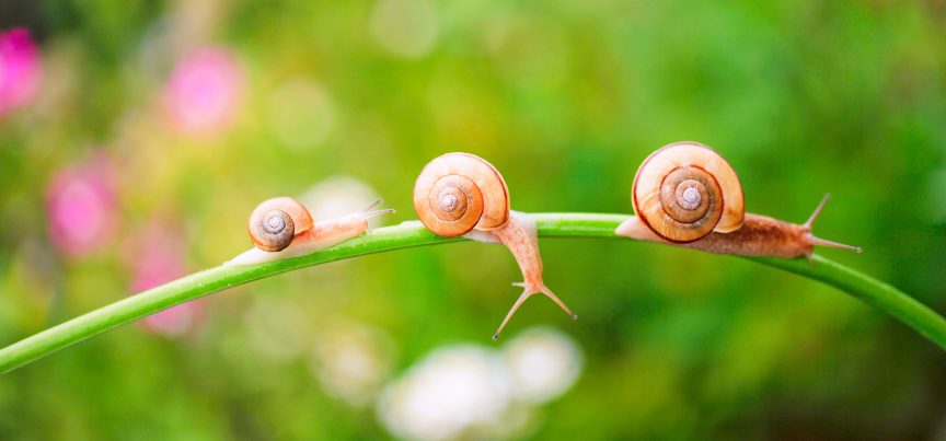 Managing snails and slugs naturally in rabbit gardens
