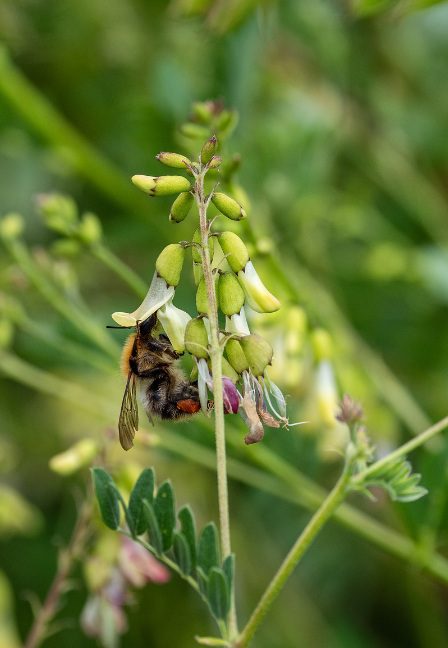 Medicinal astragalus, the source plant of Huang Qi root