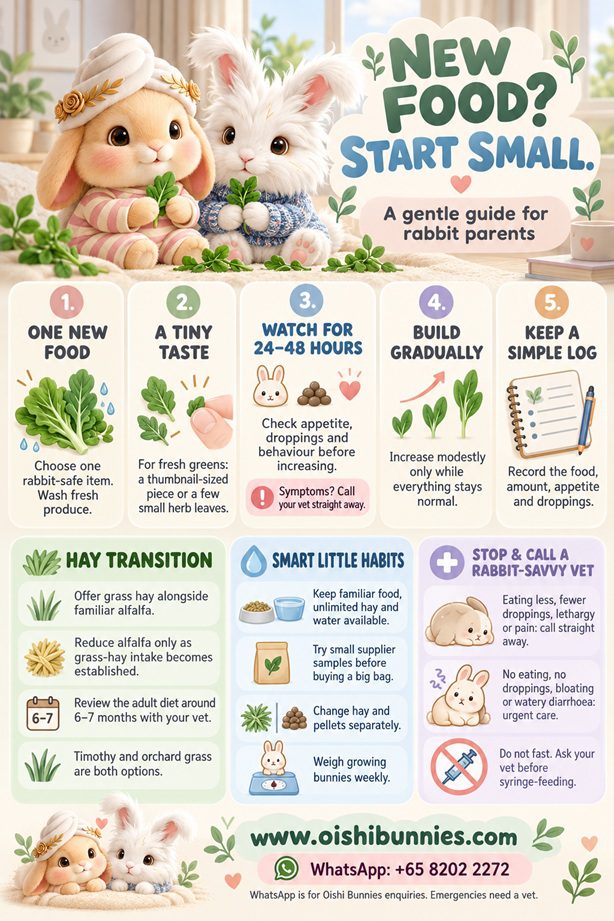how to introduce new food to rabbits