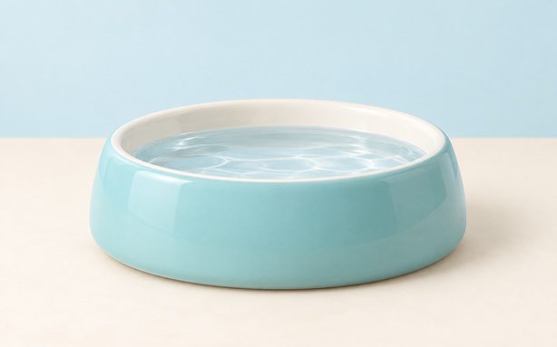 Rabbit drinking from a ceramic water bowl